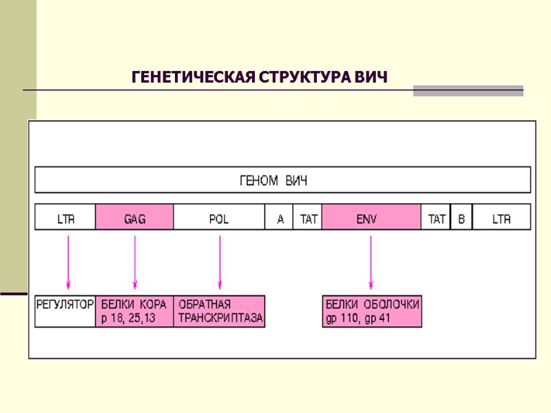 ГЕНЕТИЧЕСКАЯ СТРУКТУРА ВИЧ